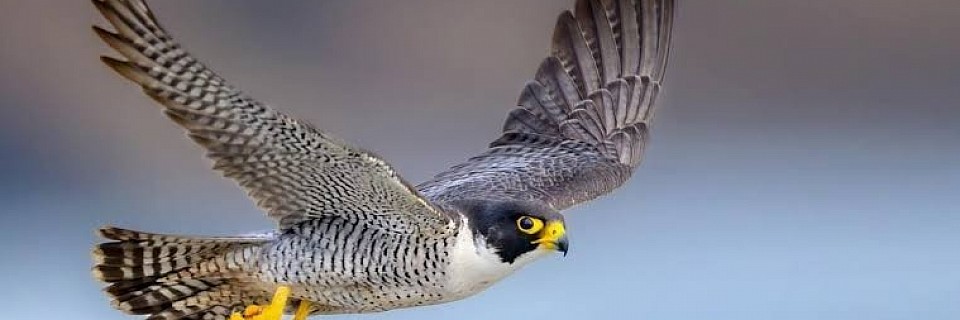 Massage & Healing Journeys in Thailand